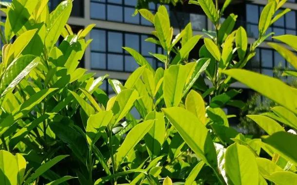 ریلمی 11 پرو پلاس