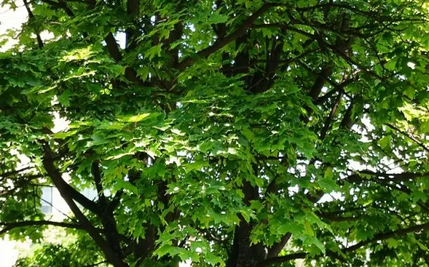 ریلمی 11 پرو پلاس