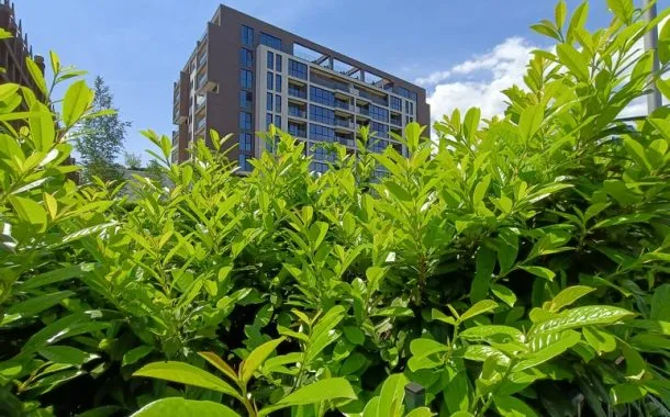 ریلمی 11 پرو پلاس