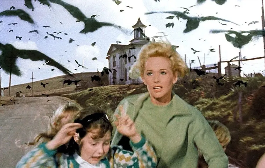 خلیج بودگا منطقه‌ای زیبا و مکان فیلم‌برداری فیلم ترسناک پرندگان