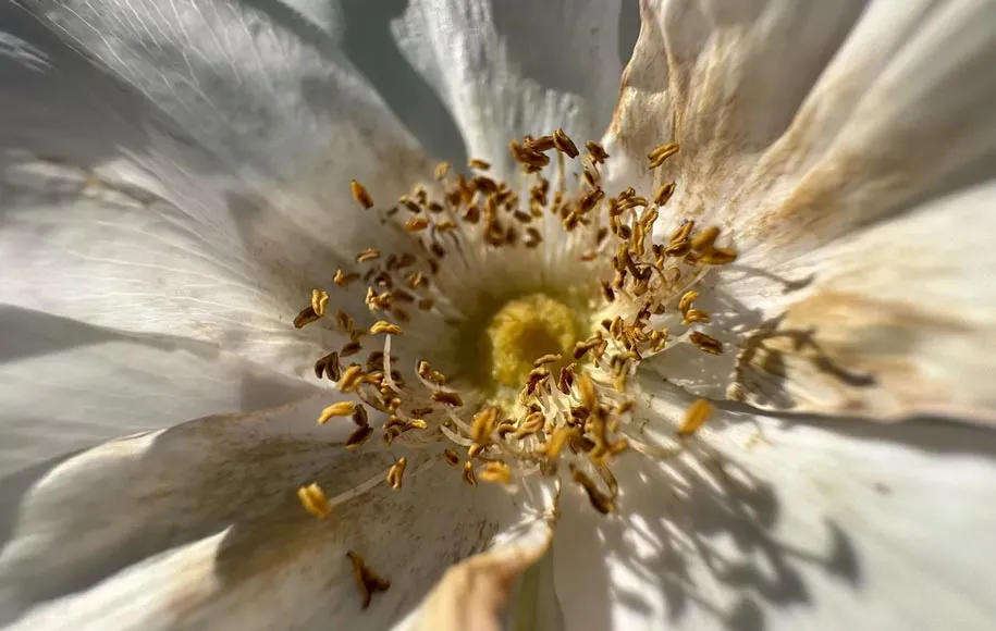 دوربین اولترا واید