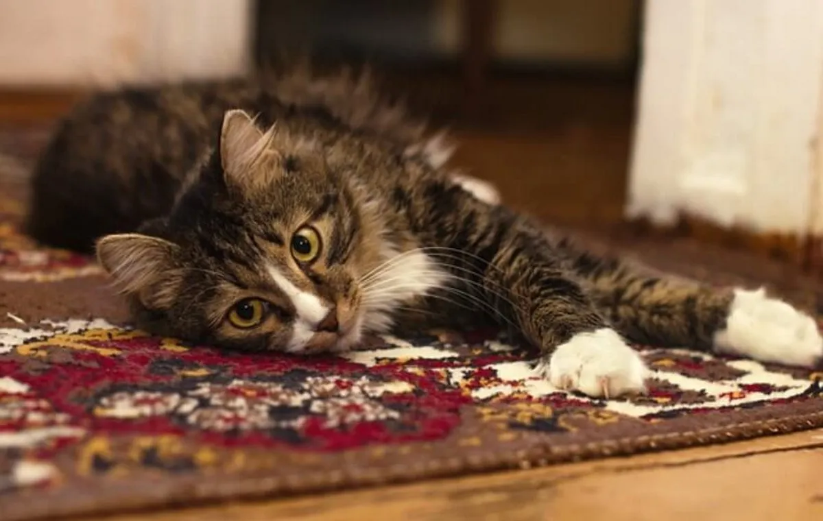 هر آنچه باید قبل از خرید انواع فرش و قالیچه در نظر بگیرید