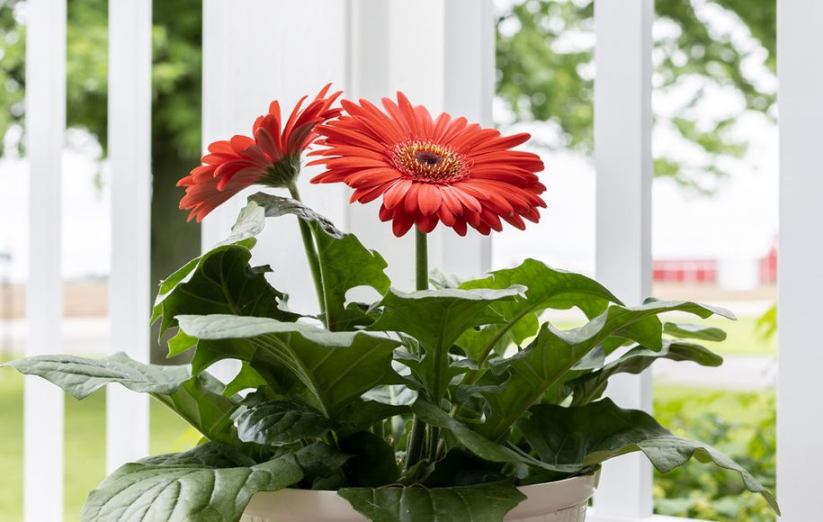 گیاهان تصفیه کننده هوا در منزل
