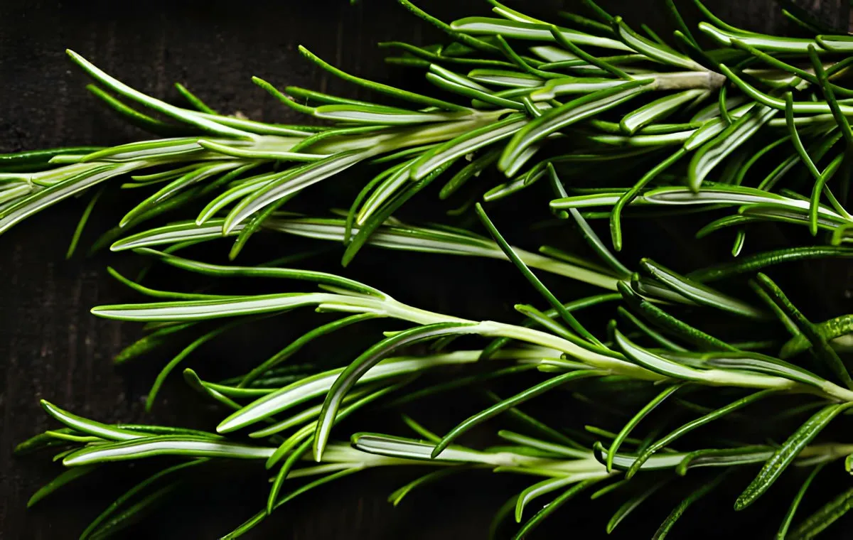 گیاه آکنه برای رفع آکنه