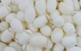 خواص پیله‌ی ابریشم