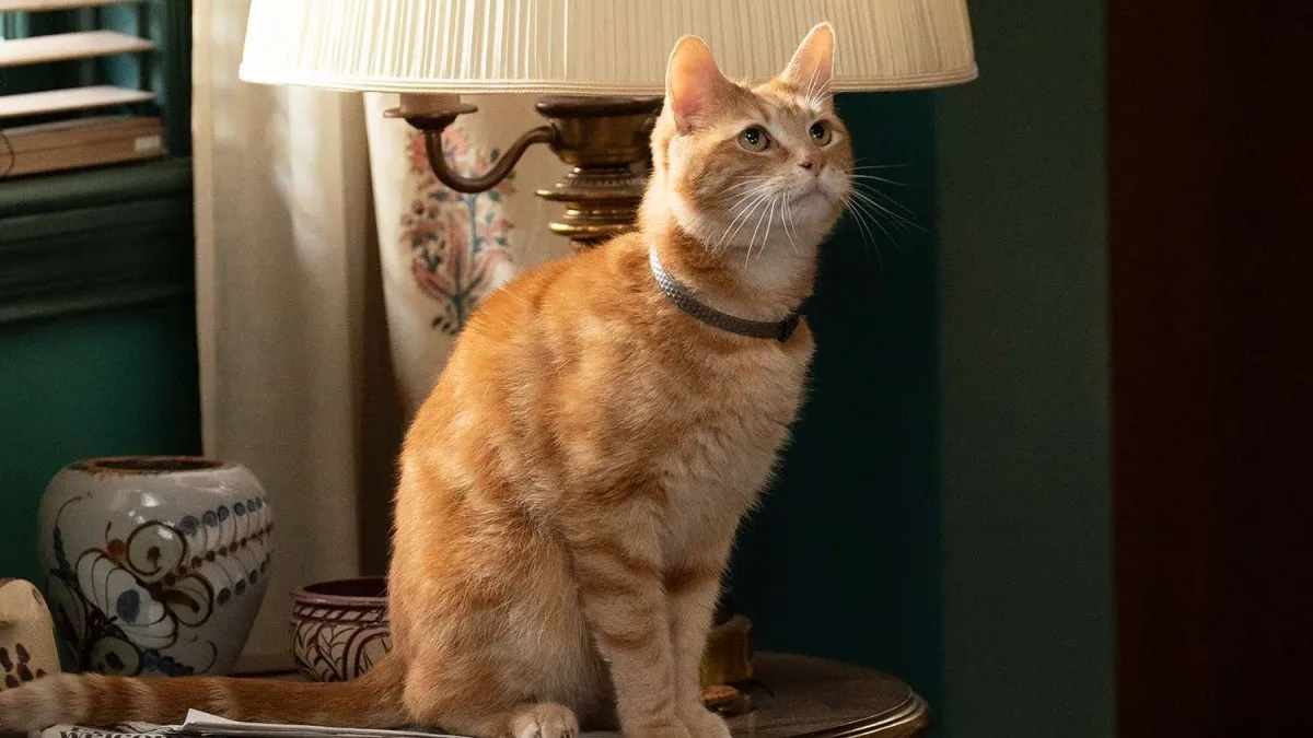 صحنه‌ی کلیشه‌ای فیلم ترسناک با گربه