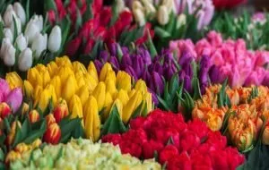 گلها و گیاهانی که نماد دوست داشتن هستند