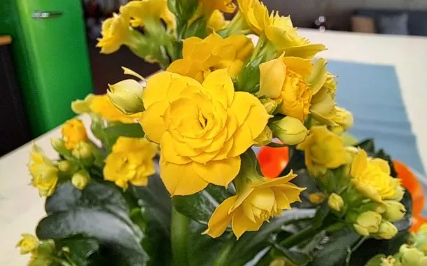 گلکسی A25 در مقابل ردمی نوت 12 پرو