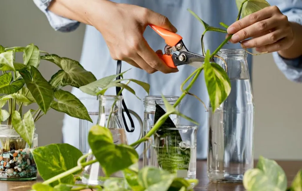 گلها را قلمه بزنید