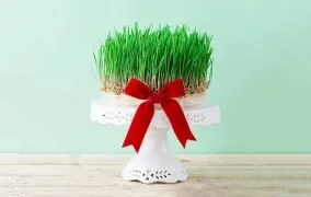 راهنمای کامل کاشت انواع سبزه عید (معرفی بذرها و روش کاشت و نگهداری)