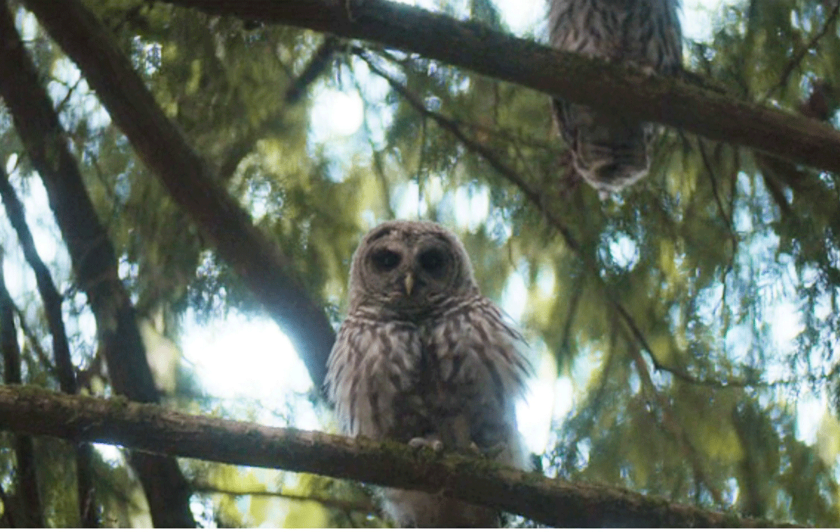 جغدهای نماد آتنا شخصیت سریال پرسی جکسون