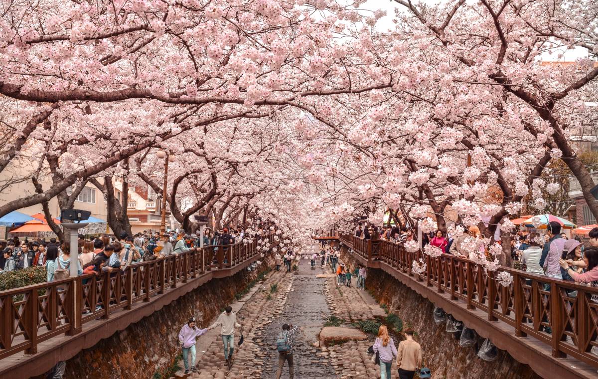 جشنواره‌ی شکوفه‌های گیلاس، کره جنوبی 