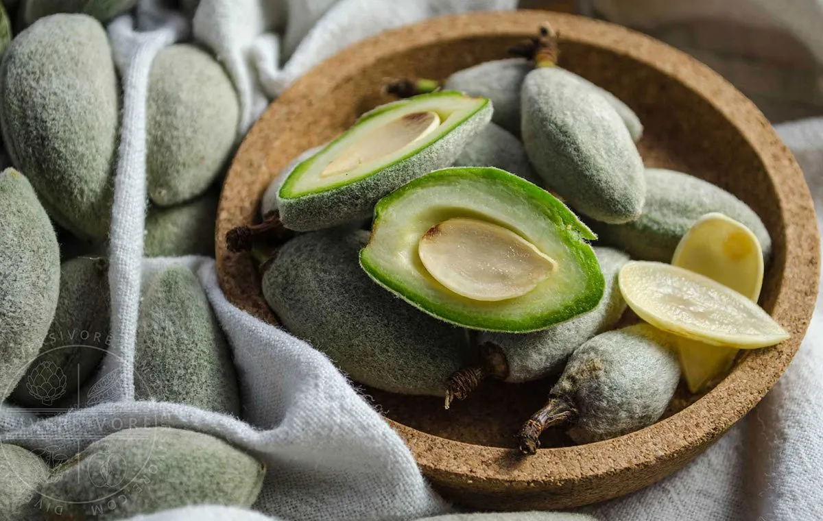 چغاله بادام