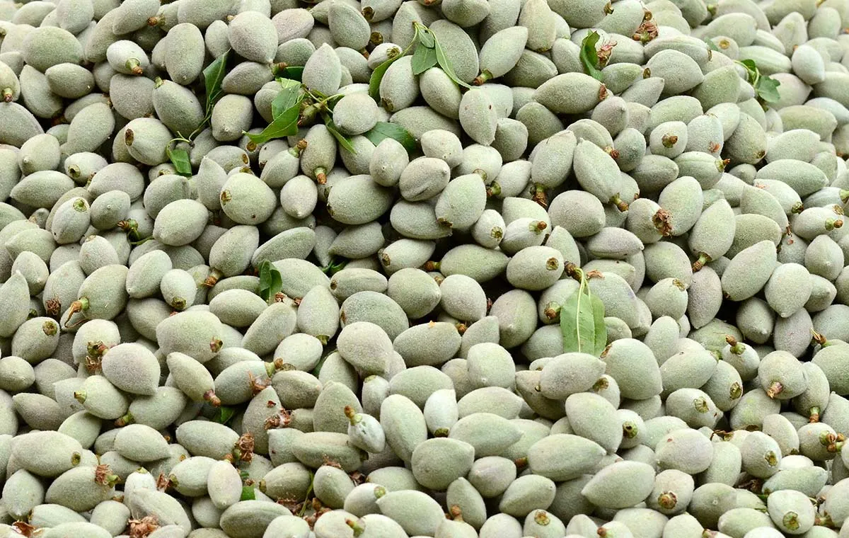 چغاله بادام