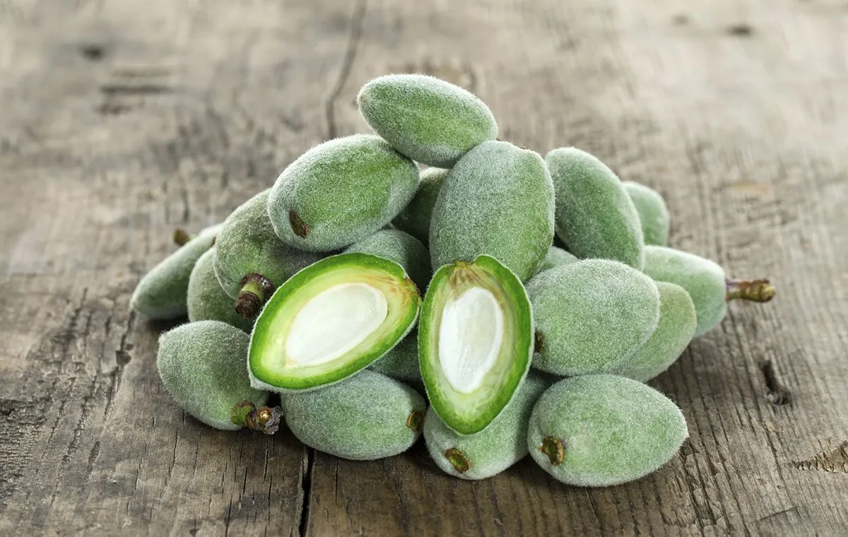 چغاله بادام