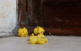 خلاص شدن از شر مورچه‌ها در خانه