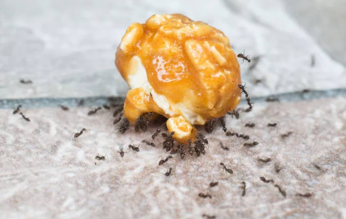 هر تکه شکلات رها شده می‌تواند مورچه‌ها را جذب کند.