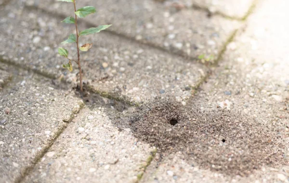 خانه‌ی مورچه‌ها در حیاط یک آپارتمان