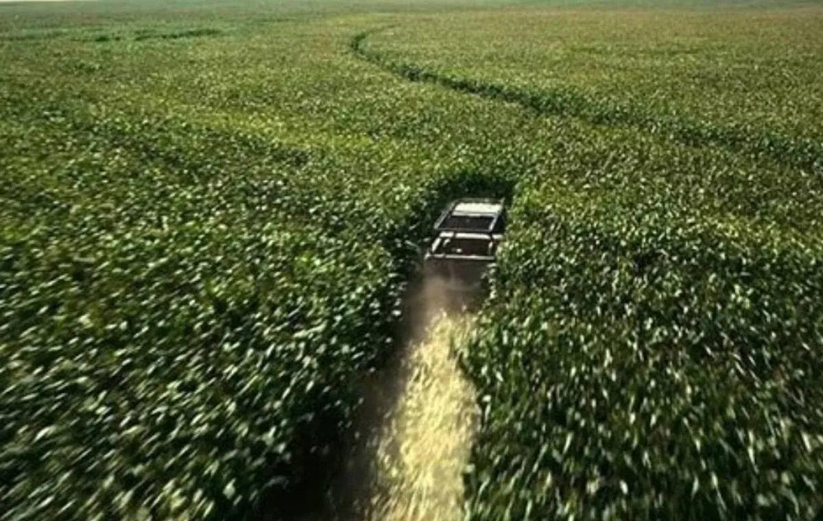 تعقیب و گریز مزرعه‌ی ذرت