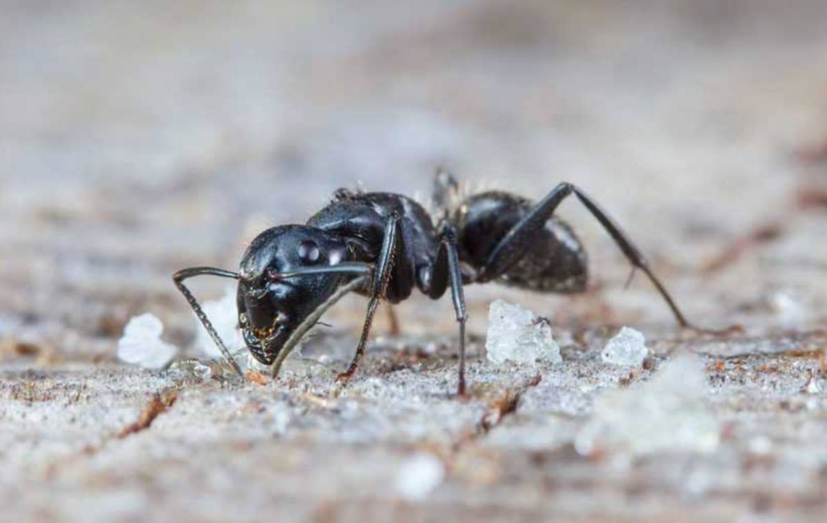 راهکارهای خلاص شدن از شر مورچه‌ها در خانه