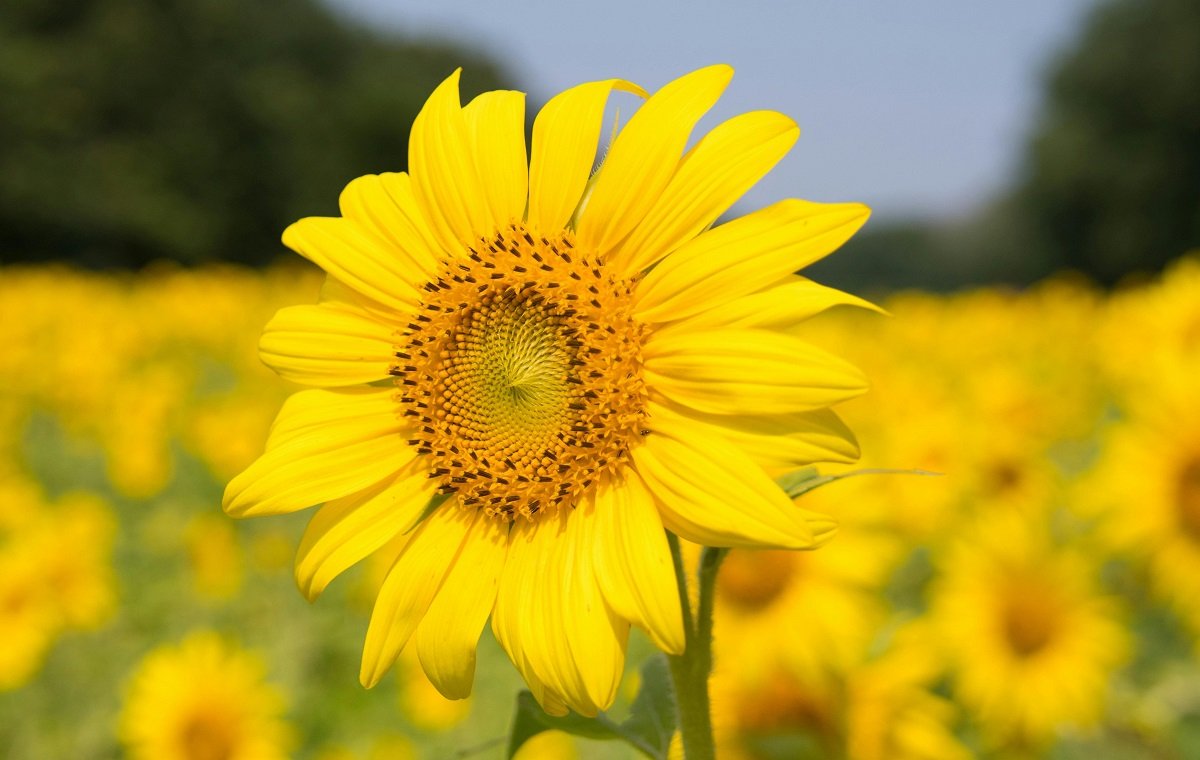 یک مزرعه گل افتابگردان که از گل های آن روغن آفتابگردان با خواص زیاد می گیرند در تصویر است