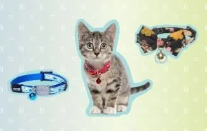 راهنمای خرید قلاده گربه