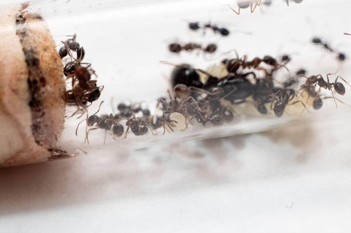 راهکارهایی طلایی برای جلوگیری از تجمع مورچه در خانه