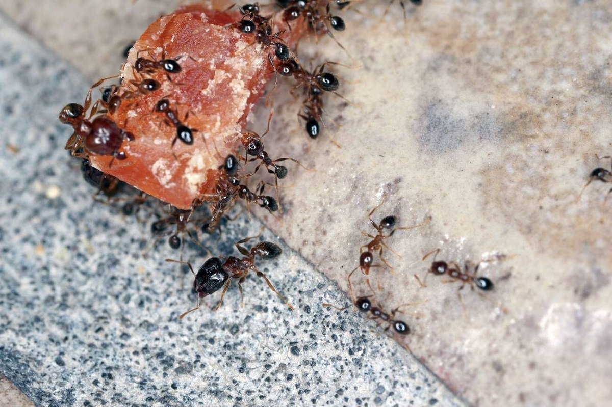 تجمع مورچه‌ها برای حمل مواد غذایی در خانه
