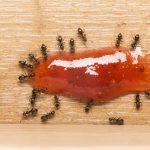 از بین بردن مورچه در خانه