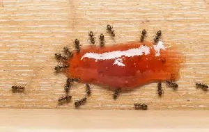 بهترین ترکیبات برای از بین بردن مورچه