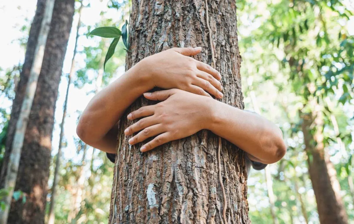 بغل کردن یک درخت