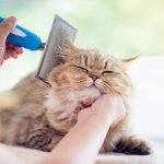 راهکارهایی برای کاهش ریزش موی گربه