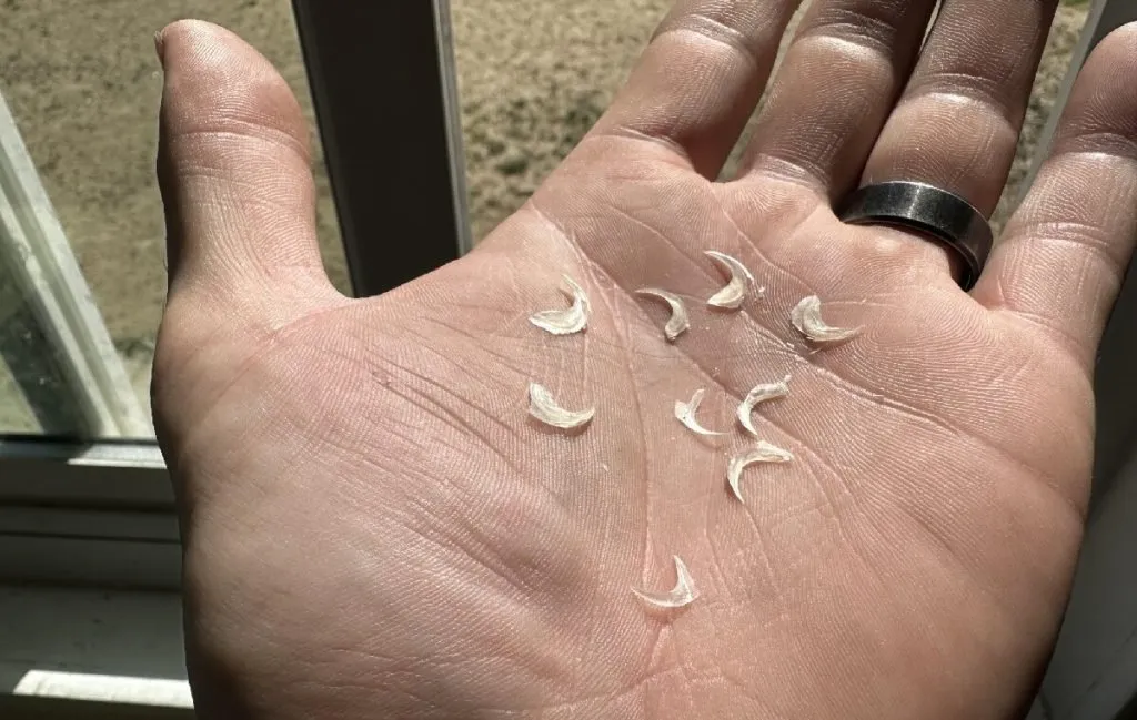 ناخن‌های گربه