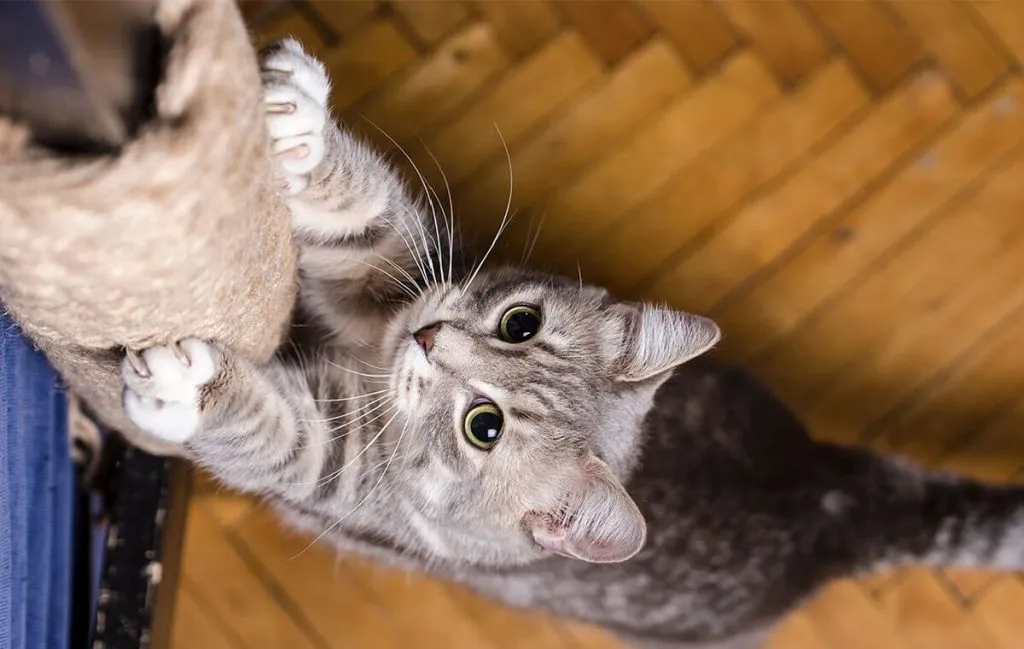 اسکرچر گربه