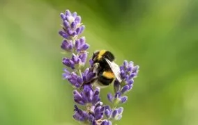 جذب حشرات مفید برای باغچه