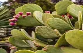 خواص میوه کاکتوس