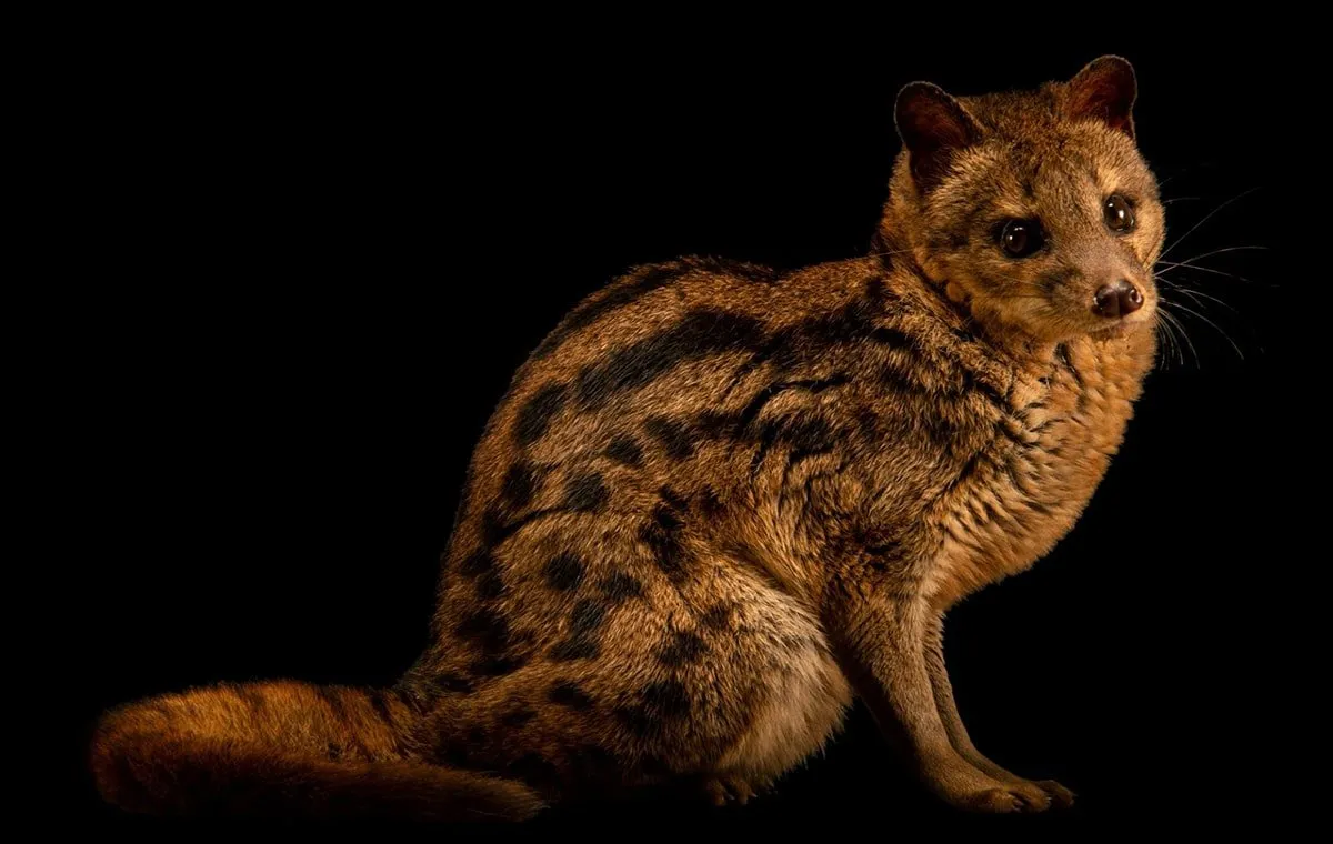 محبوب‌ترین روایح عطرها