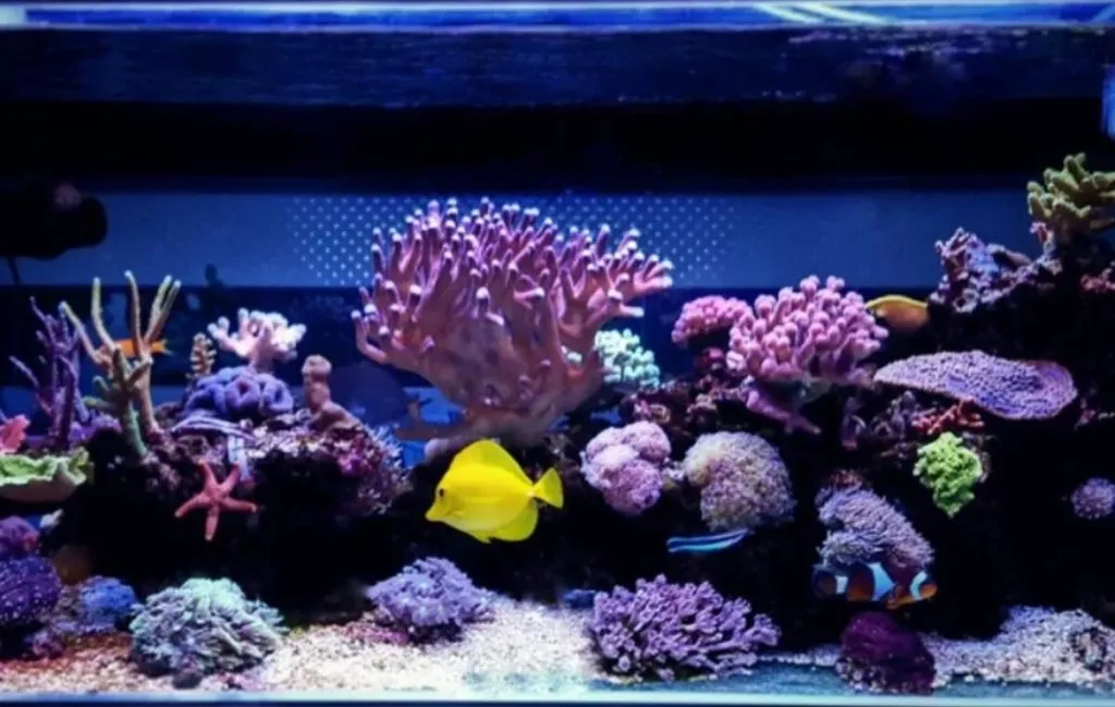 نکات مهم در خرید آکواریوم