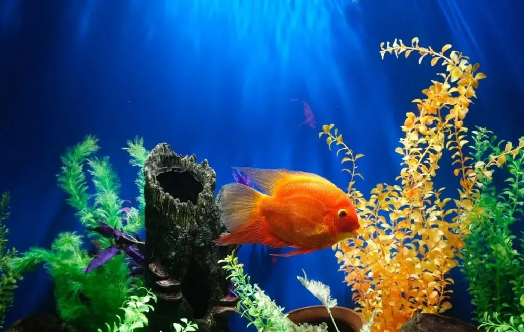 بدترین لوازم دکوری آکواریوم در خانه
