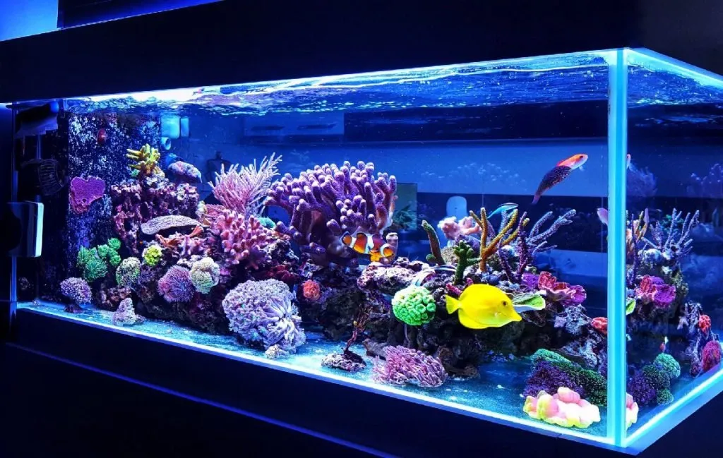 10 قانون اساسی برای نگهداری موفقیت‌آمیز از ماهی‌های آکواریومی