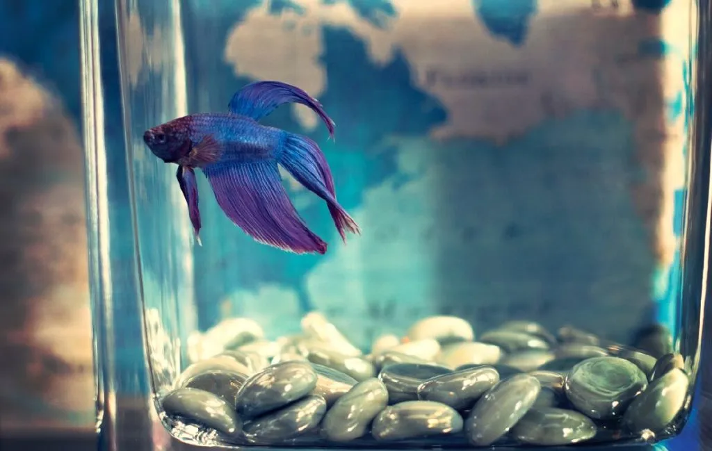 ماهی‌های مناسب برای آکواریوم