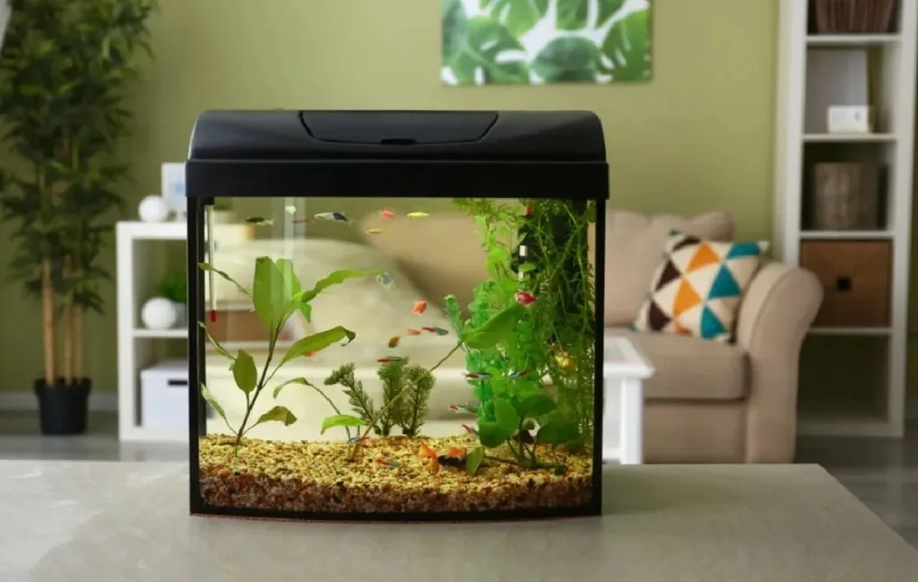 10 قانون اساسی برای نگهداری موفقیت‌آمیز از ماهی‌های آکواریومی