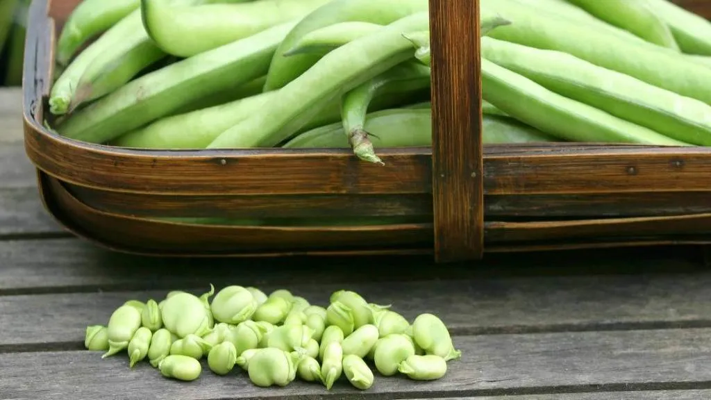 عوارض خوردن باقالی