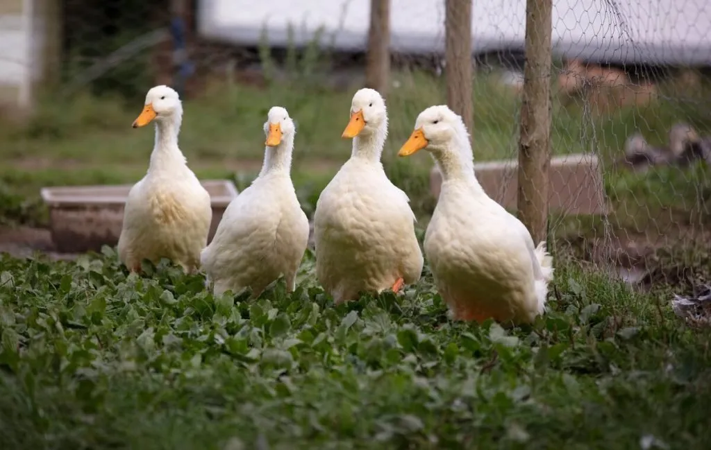 راه‌های جلوگیری از ابتلا به بیماری‌های مشترک پرندگان و انسان‌ها