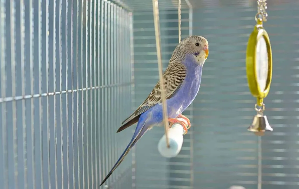 مزایای نگهدرای پرنده در قفس