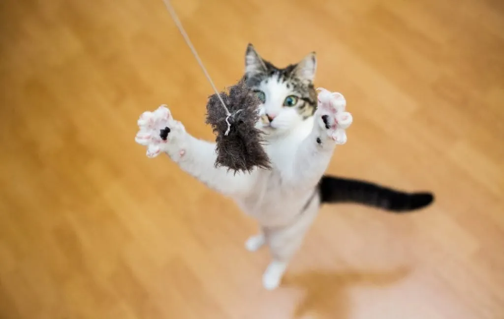 بهترین اسباب بازی برای گربه