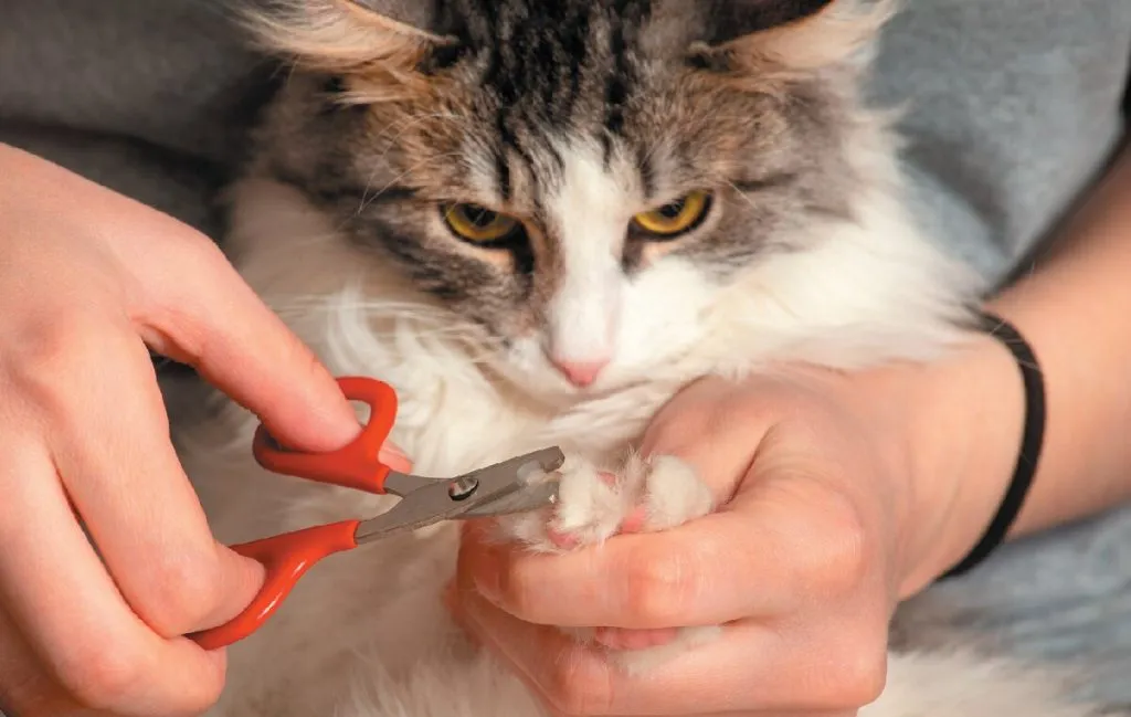 گرفتن ناخن گربه
