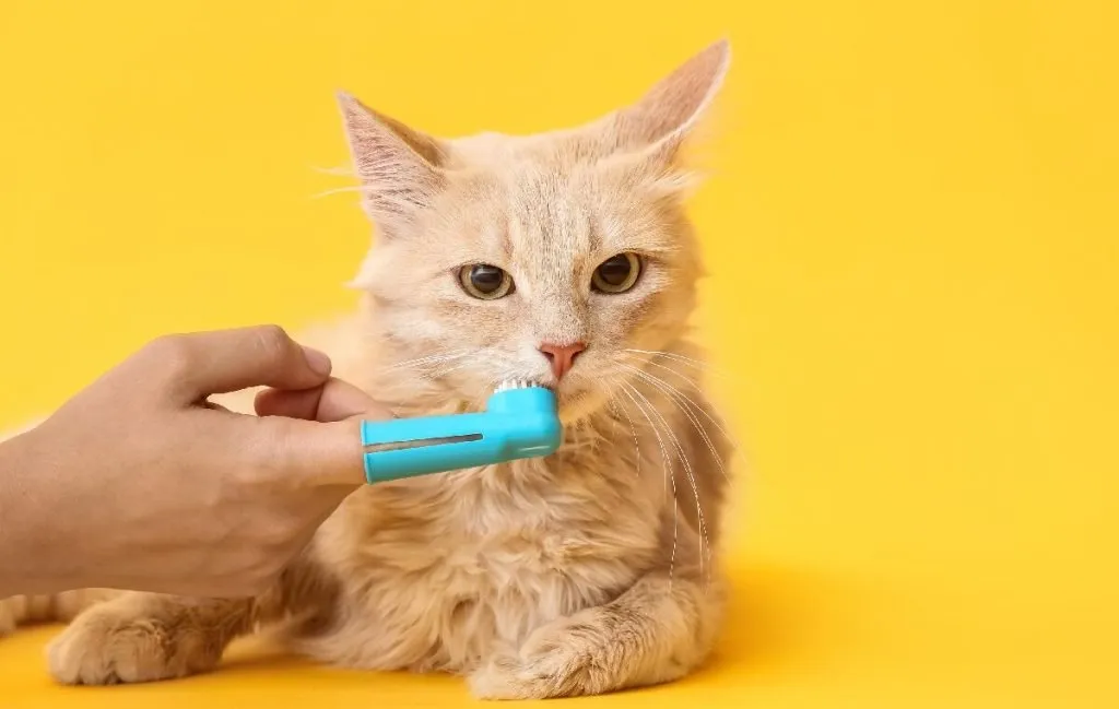 بهترین مسواک برای گربه