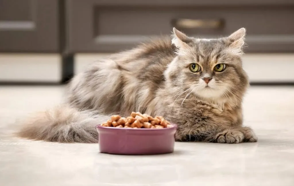 بهترین غذا و ظرف غذای گربه