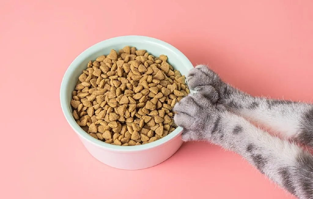 5 غذای خشک پرطرفدار در دیجی‌کالا